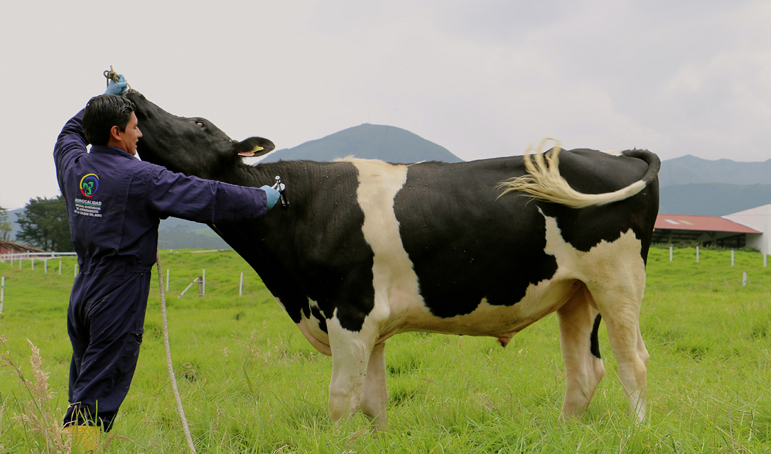 Todos-deben-vacunar-a-su-ganado