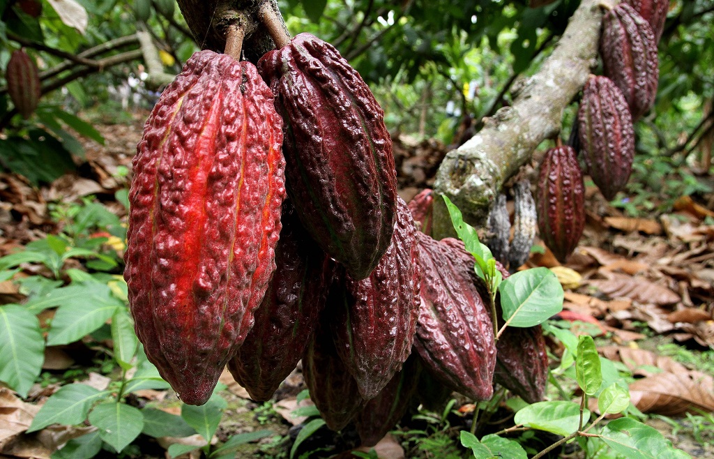 cacao2