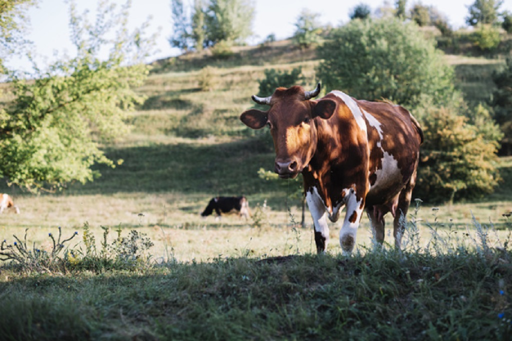 vaca7