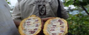 cacao_fede_p
