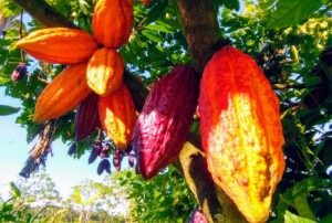 CACAO COLOMBIANO