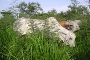 Ganadería a base de pastoreo