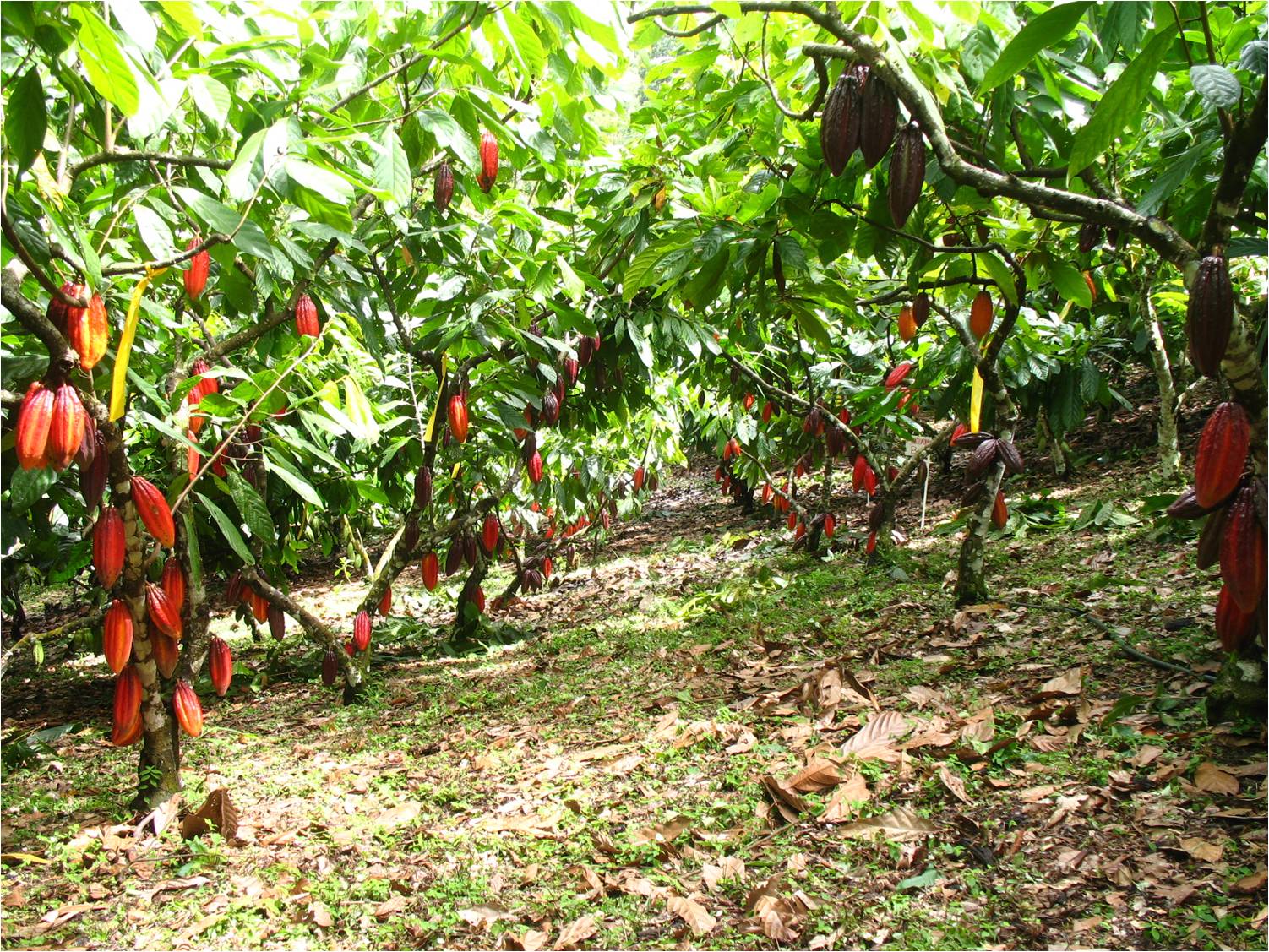SIEMBRA DE CACAO SF