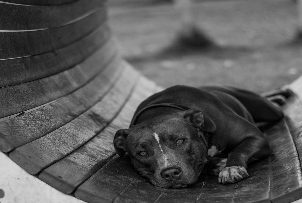pitbull