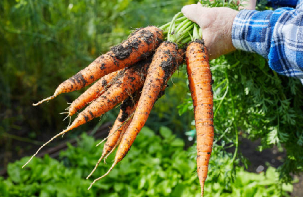 Zanahorias