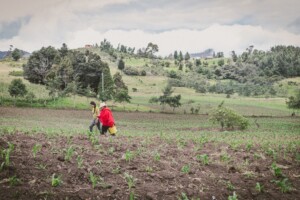 Agricultura familiar