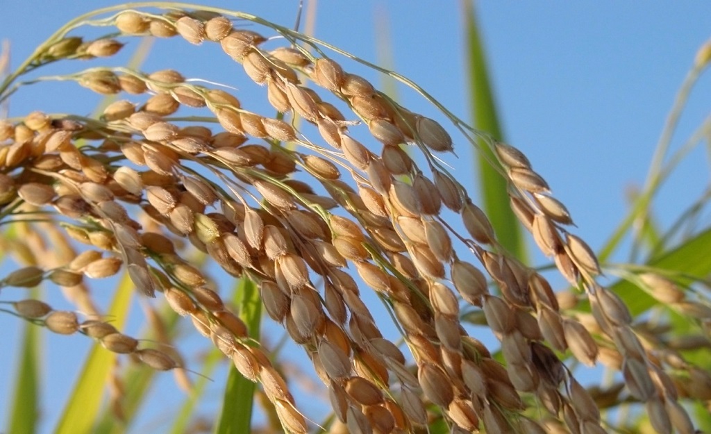 arroz-rendimiento