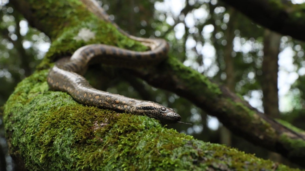 serpiente