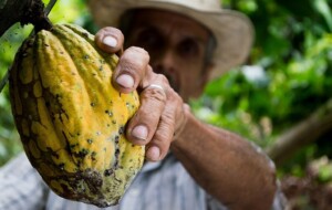 cacao7