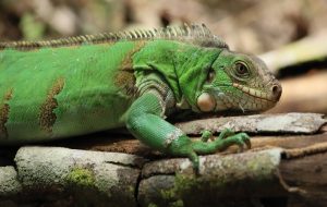 Iguana
