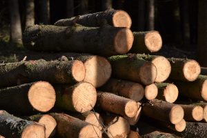 forest-4832698_1280