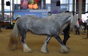 AgroexpoC