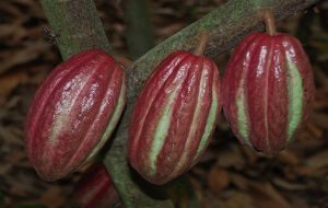 CacaoAgro
