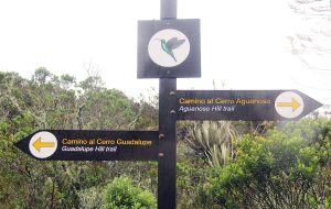 Camino