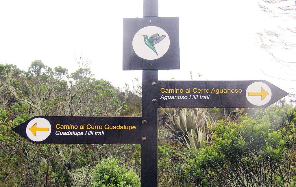 Camino