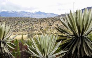 Con el páramo más grande del mundo, Sumapaz, Bogotá compite por la sede de la COP16