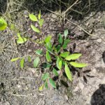 Cundinamarca frena intento de cultivos ilícitos en Yacopí: Ejército erradicó marihuana y coca