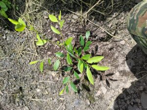 Erradicación de cultivos ilícitos en Yacopí Cundinamarca por el Ejército Nacional.