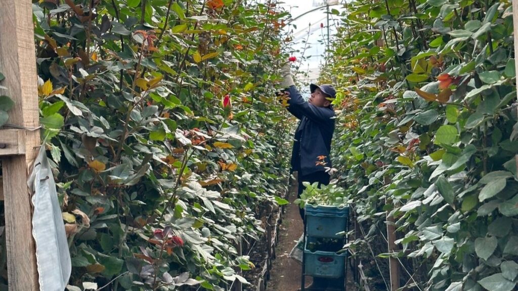 cultivo de flores en la Sabana de Bogotá cerca de Fontibón