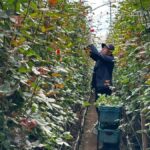 Floricultura impulsa exportaciones y empleo en Colombia y la Sabana de Bogotá