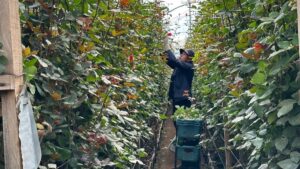 cultivo de flores en la Sabana de Bogotá cerca de Fontibón