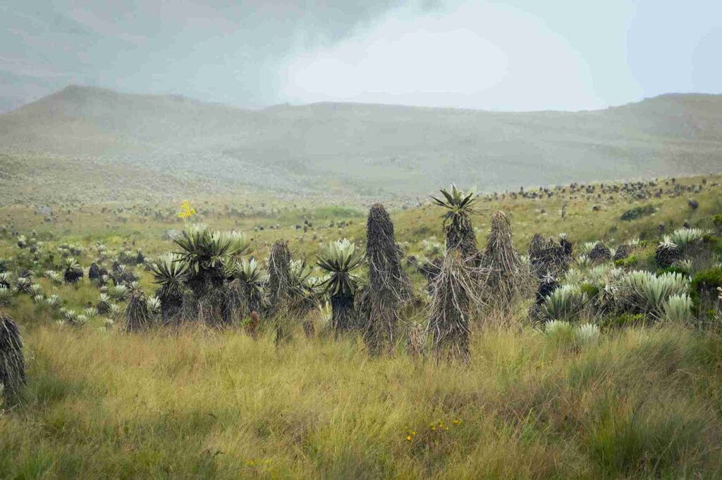 Boletín de la RAP-E advierte riesgos climáticos por posible llegada del fenómeno de El Niño en la Región Central de Colombia.
