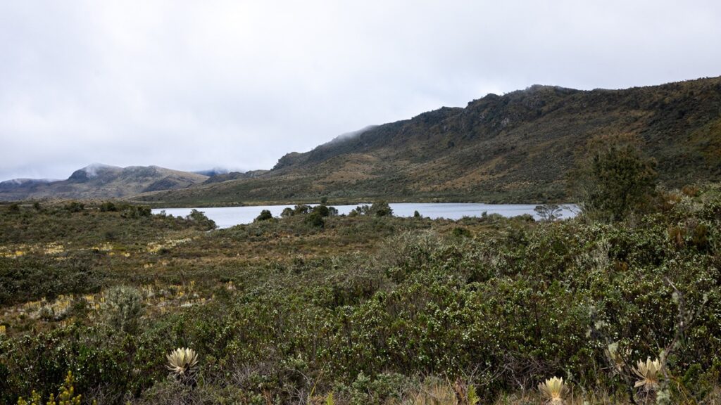 Páramo y ecosistemas de montaña que protegen las fuentes de agua de Bogotá y Cundinamarca.
